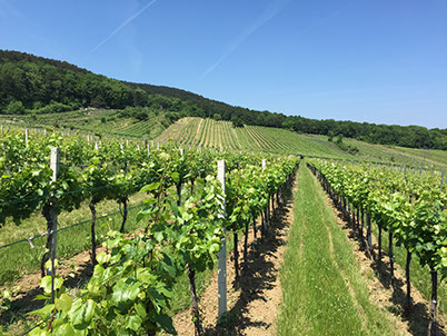 Unser Weingarten in der Garriet